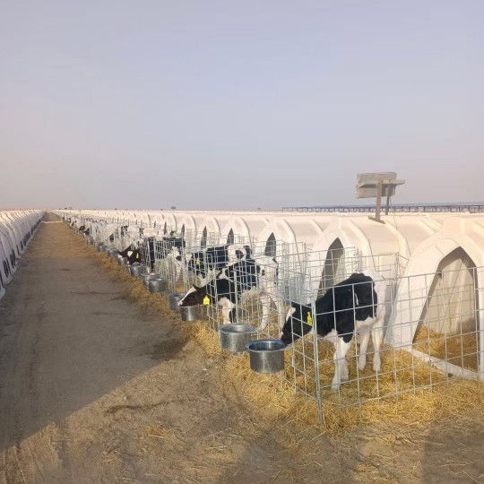 الحيوانات البقرة من البولي إيثيلين الحليب مناسبة للعجلات من جميع الأعمار والأحجام 220 * 145 * 145 سم