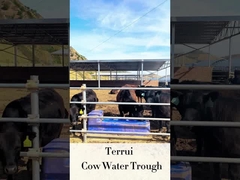 سقي السيارات الماشية