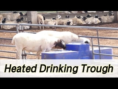 سقي البقر ذو السعة العالية بسعة 260 لتر وارتفاع الشرب 190 مم